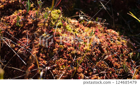 Close-up image of a colorful sphagnum moss carpet in a bog habitat, showing its natural textures and vibrant hues of red, yellow, and green Close-up image of a colorful sphagnum moss carpet in a bog habitat, showing its natural textures and vibrant hues of red, yellow, and green 124685479