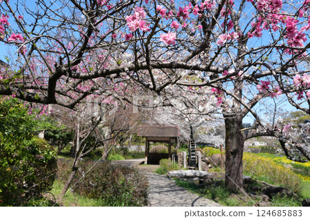 Waterwheel and cherry blossoms on the Nogawa River 124685883