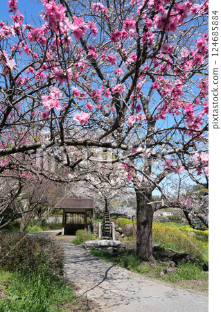 Waterwheel and cherry blossoms on the Nogawa River 124685884