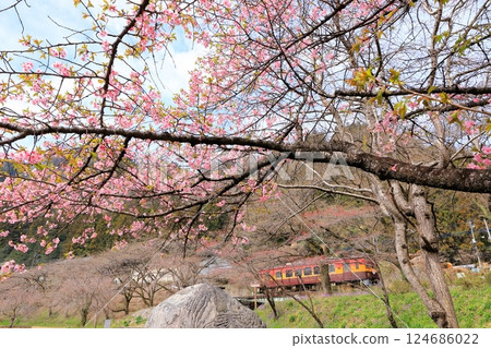 渡良瀨溪谷鐵道「從櫻花盛開的水沼運動公園看到的電車」 124686022