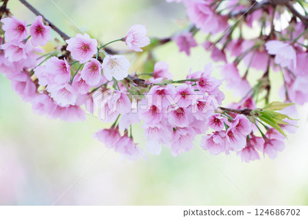 Newly bloomed cherry blossoms 124686702