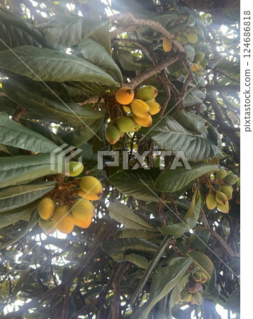 在戶外拍攝枇杷樹上長滿了未成熟的枇杷果實 在戶外拍攝枇杷樹上長滿了未成熟的枇杷果實 124686818