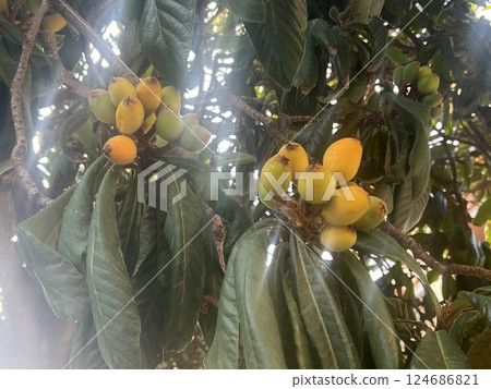 Outdoor shot of a loquat tree full of unripe loquat fruits 124686821