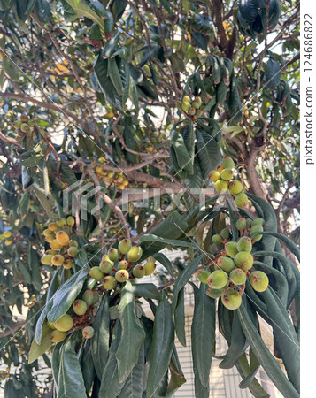 在戶外拍攝枇杷樹上長滿了未成熟的枇杷果實 124686822