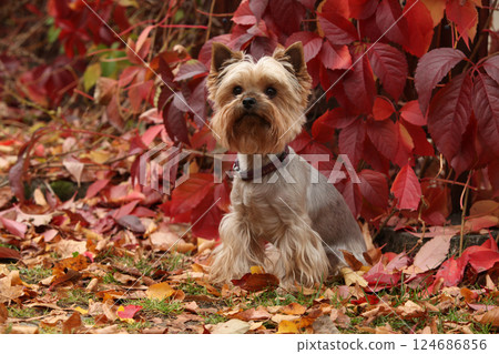 Nice Jorkshire terrier in front of red leaves Nice Jorkshire terrier in front of red leaves 124686856