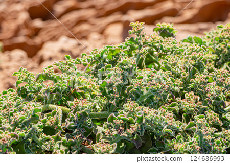 Mesembryanthemum crystallinum close-up 124686993