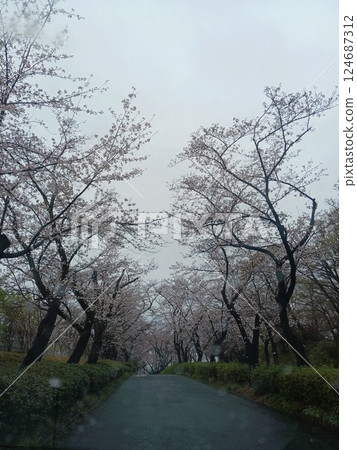 A quiet tree-lined road with a tunnel of cherry blossoms - Spring scenery 124687312