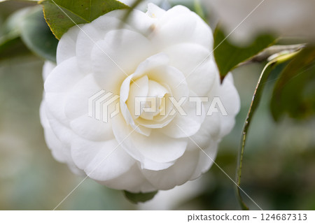Camellia (White Chrysanthemum) 124687313