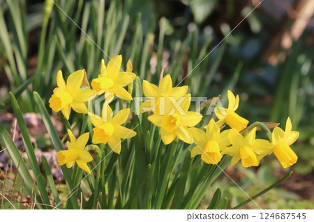 Yellow miniature daffodil (tetarte) flowers blooming in a garden in early spring 124687545