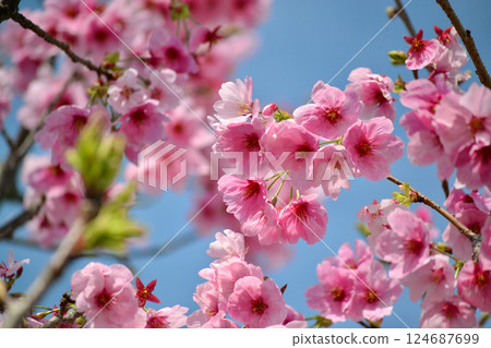 Kawatsu Zakura 124687699