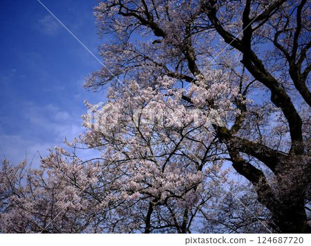 高知的葫蘆櫻花 124687720