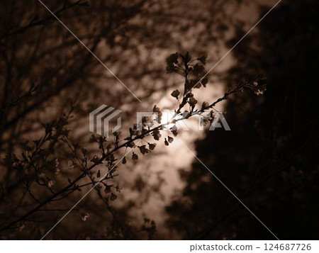 Kochi's Hyotan Cherry Blossoms Kochi's Hyotan Cherry Blossoms 124687726