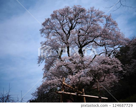 Kochi's Hyotan Cherry Blossoms 124687729