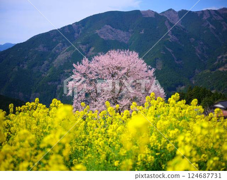Kochi's Hyotan Cherry Blossoms 124687731