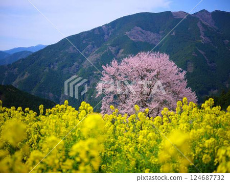 高知的葫蘆櫻花 高知的葫蘆櫻花 124687732