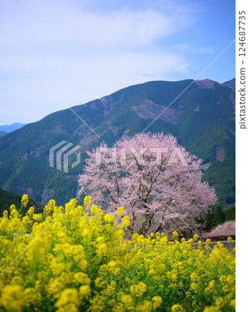 Kochi's Hyotan Cherry Blossoms 124687735