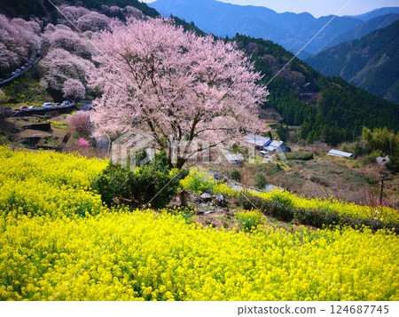 Kochi's Hyotan Cherry Blossoms 124687745