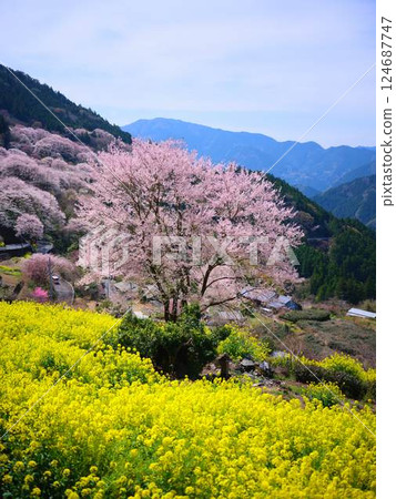 高知的葫蘆櫻花 高知的葫蘆櫻花 124687747