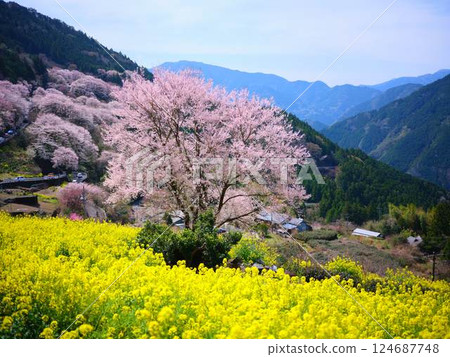 高知的葫蘆櫻花 高知的葫蘆櫻花 124687748