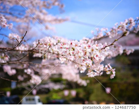 Kochi's Hyotan Cherry Blossoms 124687750