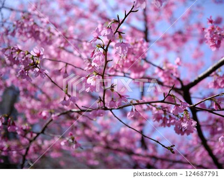 仁淀川的桃花盛開 仁淀川的桃花盛開 124687791