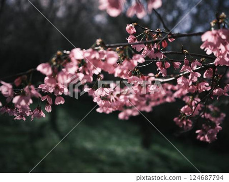 仁淀川的桃花盛開 仁淀川的桃花盛開 124687794