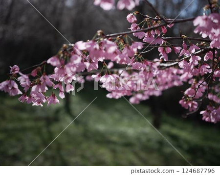 仁淀川的桃花盛開 仁淀川的桃花盛開 124687796