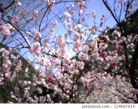 仁淀川的桃花盛開 仁淀川的桃花盛開 124687814