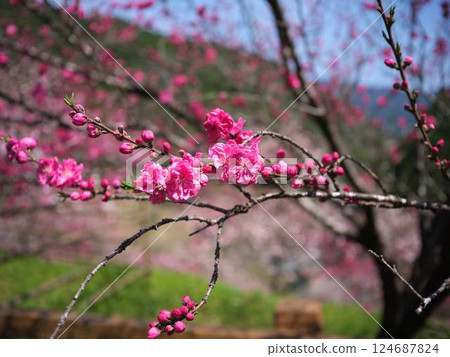 Peach blossoms blooming on the Niyodo River 124687824