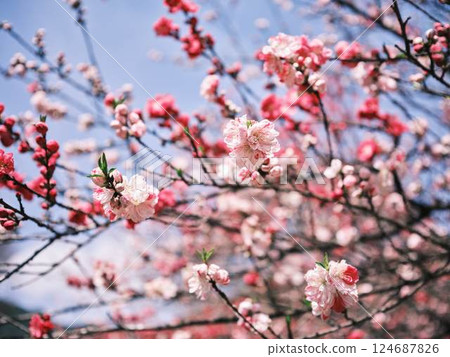 仁淀川的桃花盛開 仁淀川的桃花盛開 124687826