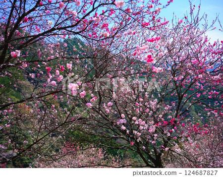 仁淀川的桃花盛開 仁淀川的桃花盛開 124687827
