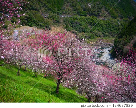 仁淀川的桃花盛開 仁淀川的桃花盛開 124687829