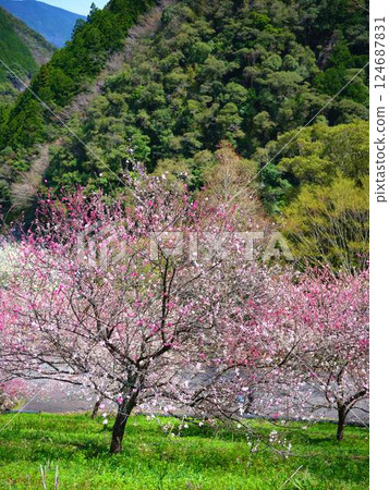 仁淀川的桃花盛開 仁淀川的桃花盛開 124687831