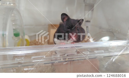 倉鼠向外看 124688016
