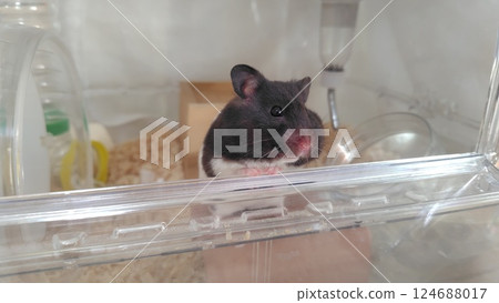 倉鼠向外看 倉鼠向外看 124688017