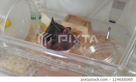 Hamster looking outside 124688060