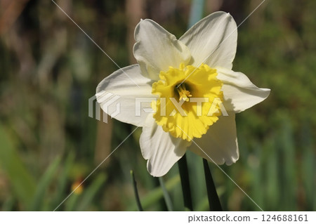 Daffodil flower with white petals and yellow cup-shaped crown blooming in a spring garden Daffodil flower with white petals and yellow cup-shaped crown blooming in a spring garden 124688161