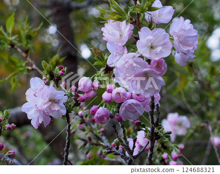 桃花初綻（一枝桃花盛開，花蕾密布） 124688321