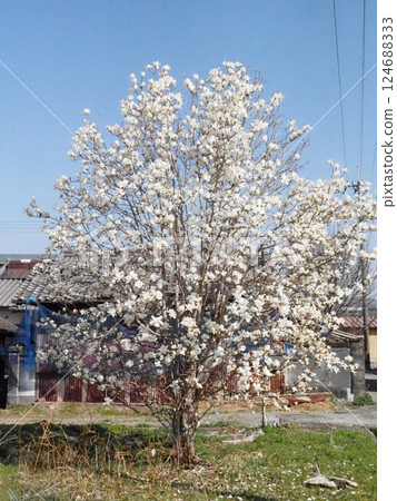 空地上的玉蘭花樹（白色的玉蘭花花在柔和的春日陽光下） 124688333