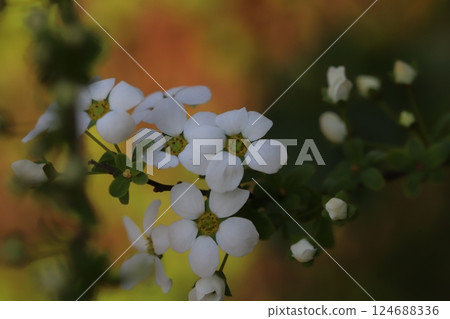 Small white flowers of snow willow blooming in a spring garden 124688336