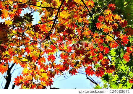 禦坂山的橫澤野嶺：糖楓的紅葉 124688671