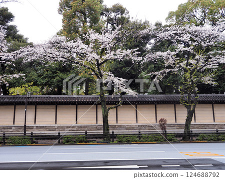 靖國神社的櫻花 靖國神社的櫻花 124688792