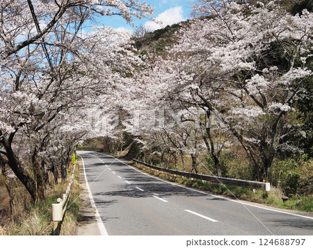 國道465號線沿線的櫻花樹（富津市） 124688797