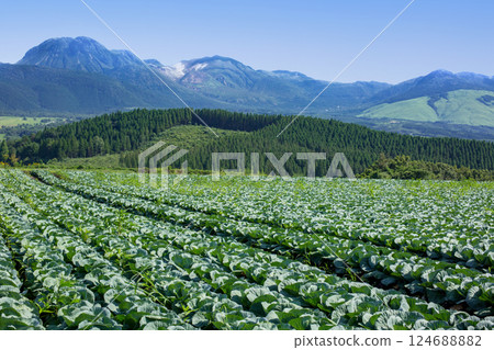 飯田高原的捲心菜田 飯田高原的捲心菜田 124688882