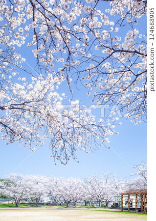 櫻花盛開的日田三熊川公園 124688905