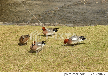 Wigeon pecking at food on the riverbank 124689027
