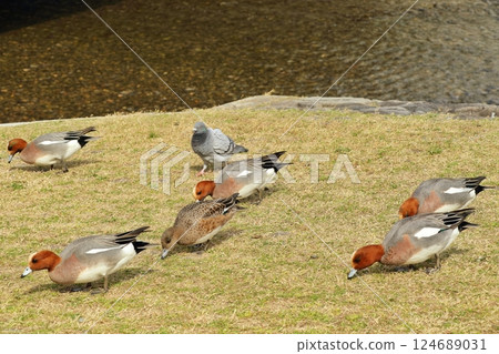河岸上啄食的赤頸鴨 124689031