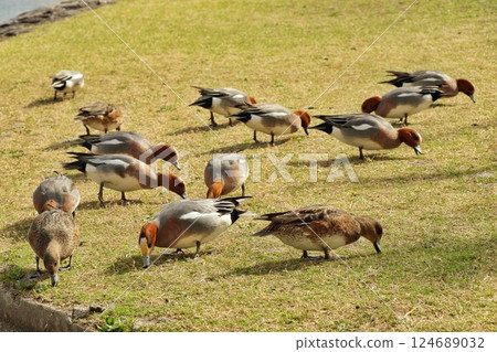 Wigeon pecking at food on the riverbank 124689032