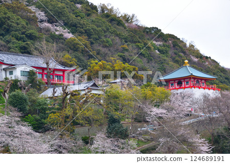 紀三井寺的櫻花 124689191