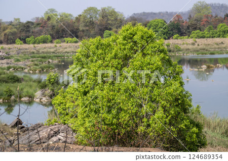 Syzygium cumini or Malabar plum,Java plum, black plum, jamun, jaman, jambul, or jambolan tree and ken river in background at panna national park forest tiger reserve madhya pradesh india Syzygium cumini or Malabar plum,Java plum, black plum, jamun, jaman, jambul, or jambolan tree and ken river in background at panna national park forest tiger reserve madhya pradesh india 124689354